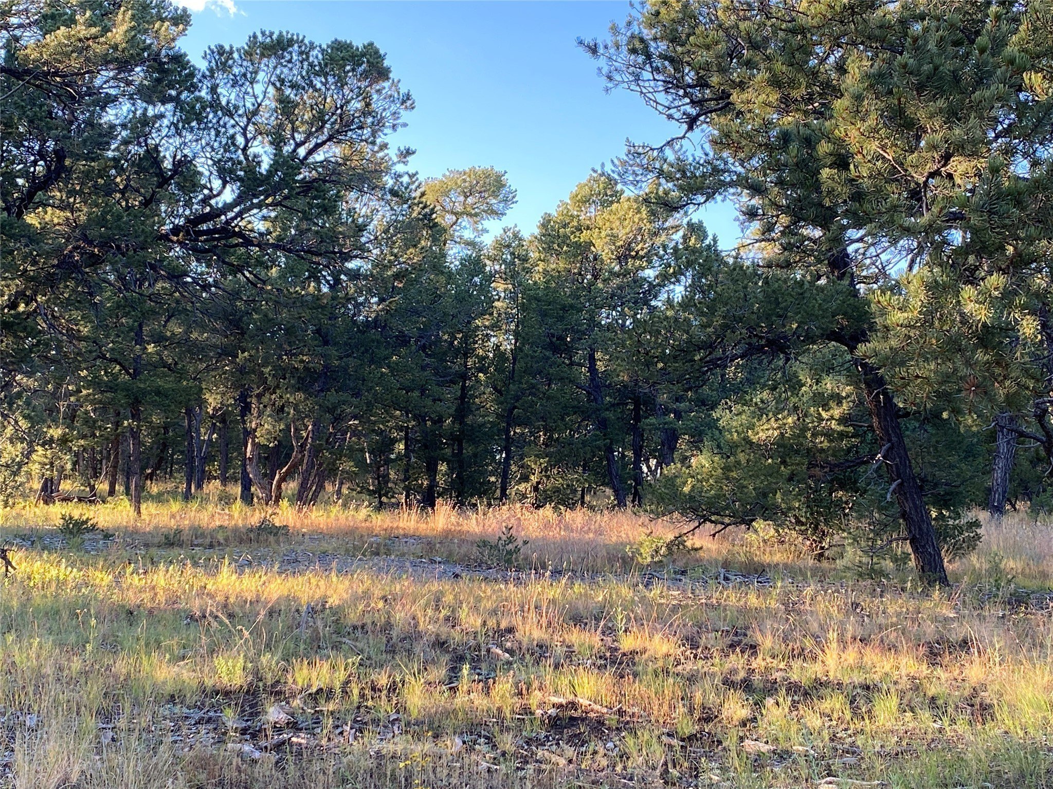 Wooded Lot in Gated Community