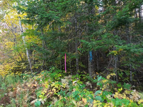 Land, Springfield, ME