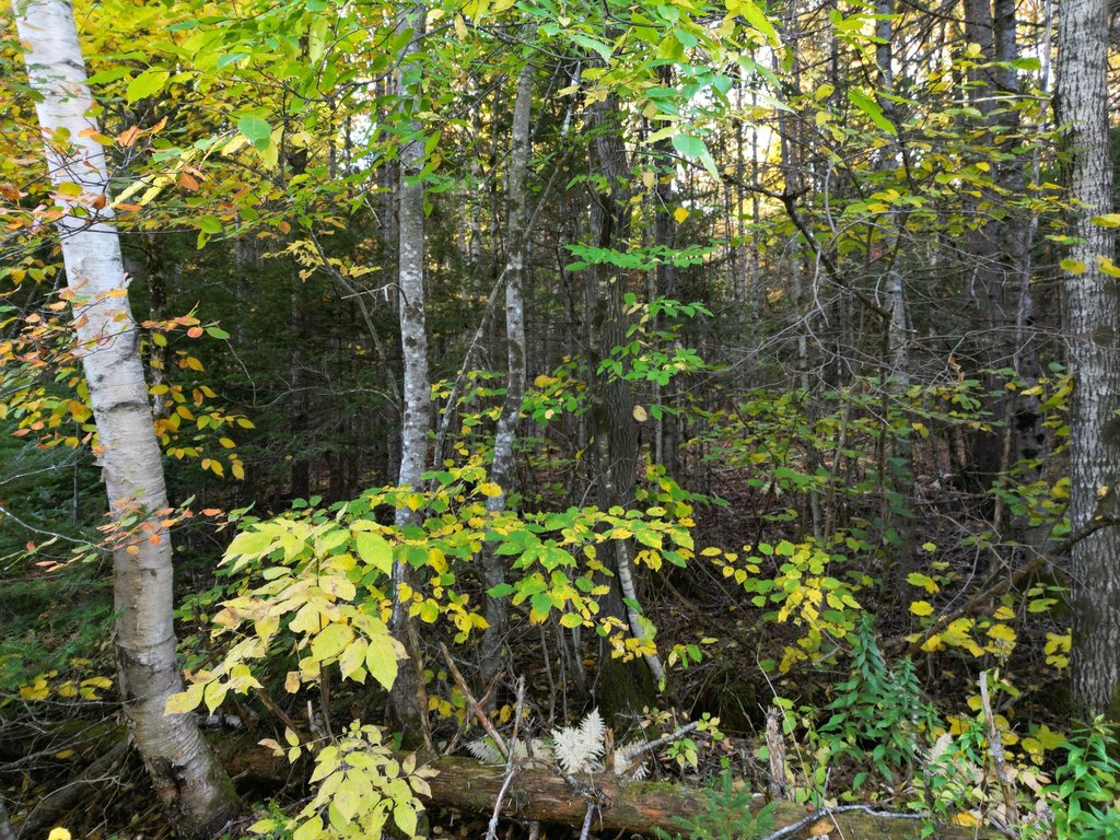 Picture 19