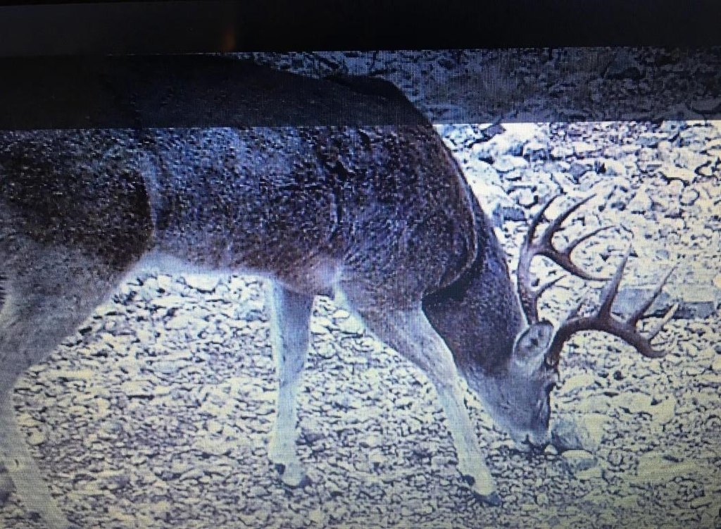 Picture 36