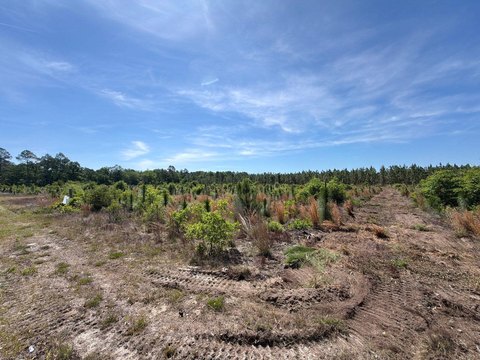 Land, Wagener, SC