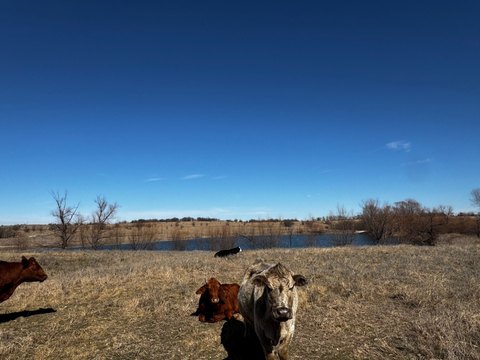 Decatur Ranch Land For Sale