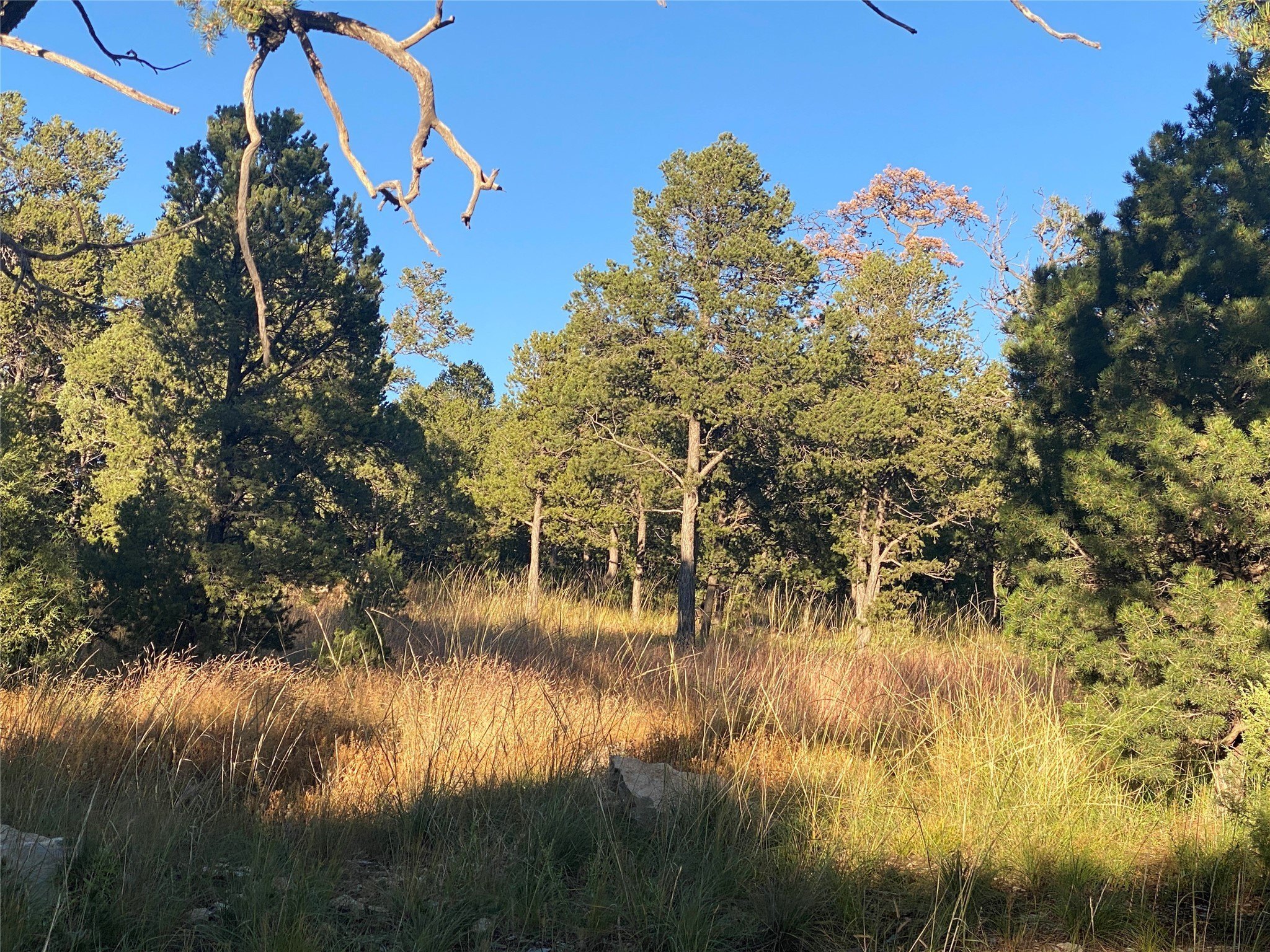 Pecos, NM Wooded Lot