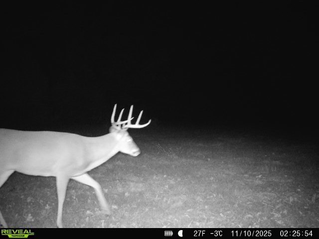 Picture 12