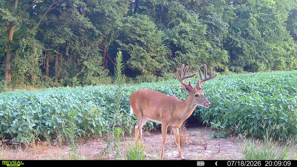 Picture 12