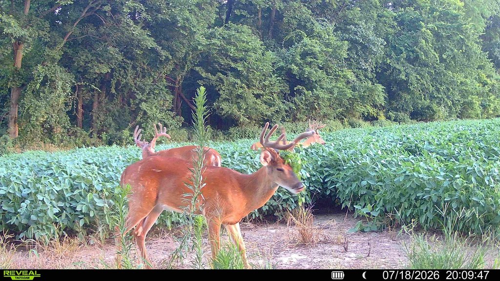 Picture 13