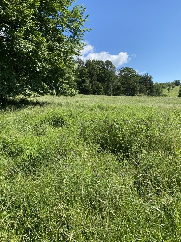 Cleared Land Ready to Build
