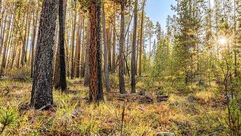 Land, Anaconda, MT