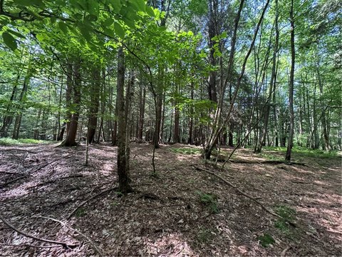51+ Acres in Oneonta, NY
