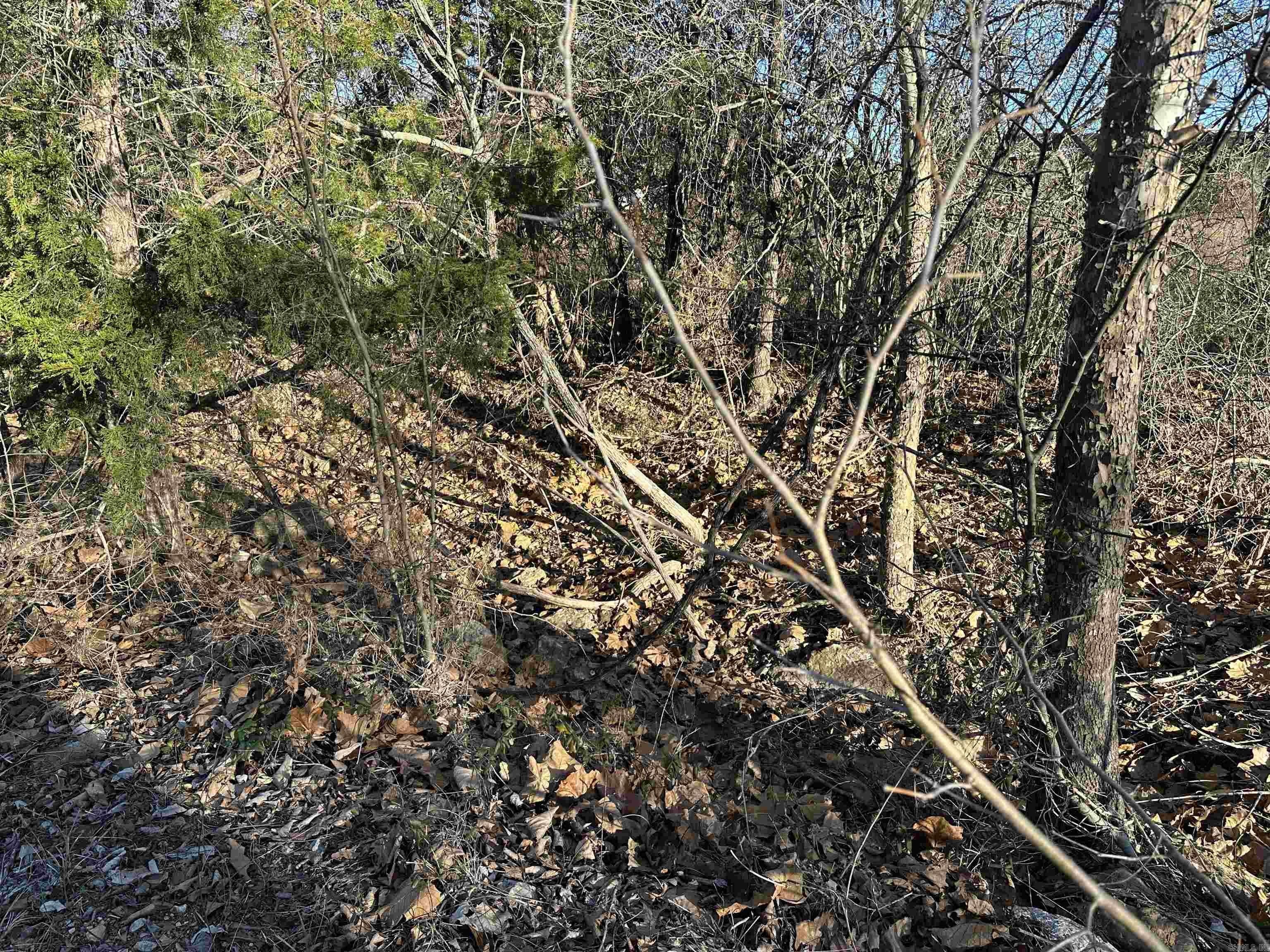 Unrestricted Wooded Land For Sale