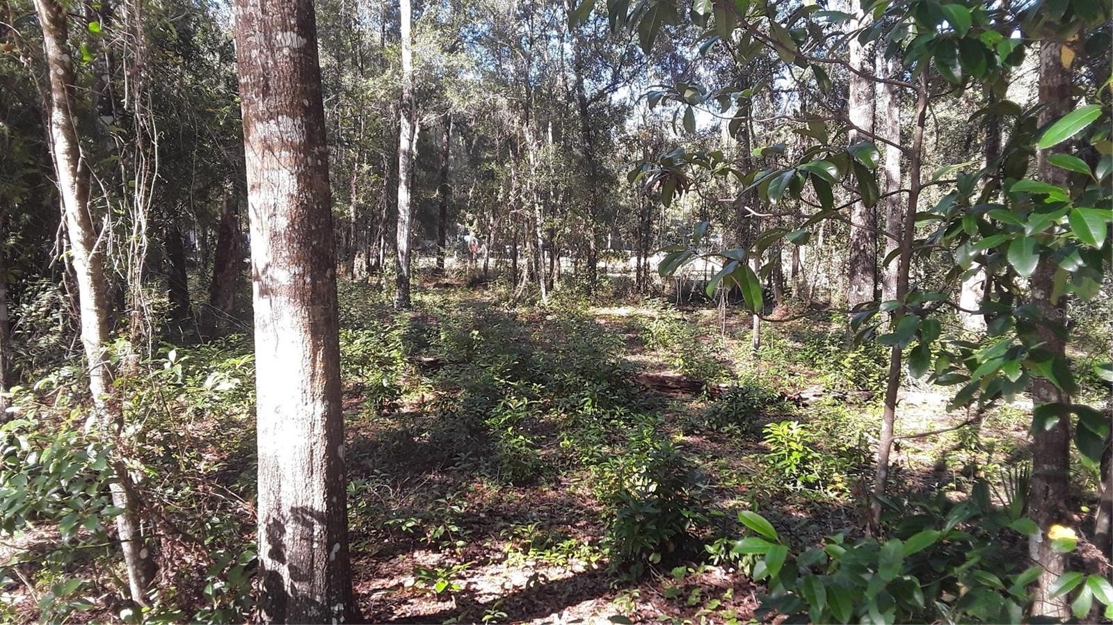 Residential Land Near Lake Placid