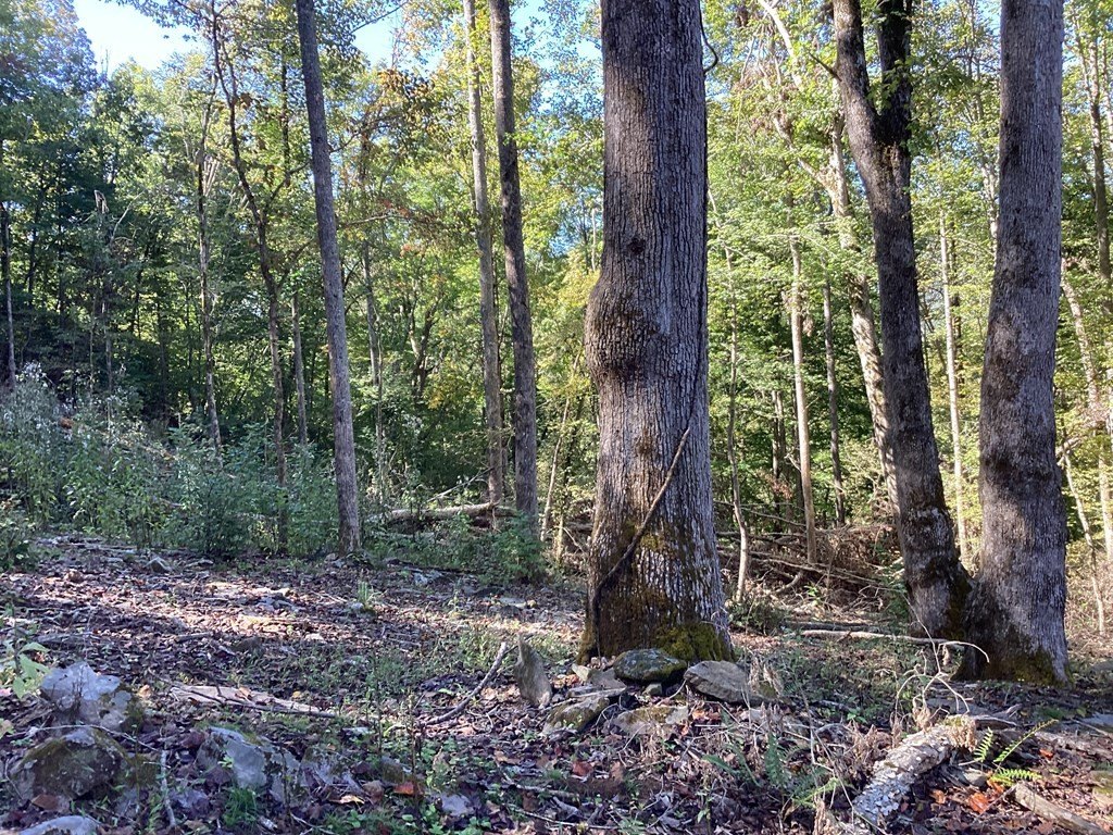 Picture 44