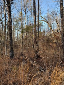 Lake Sinclair Wooded Lot