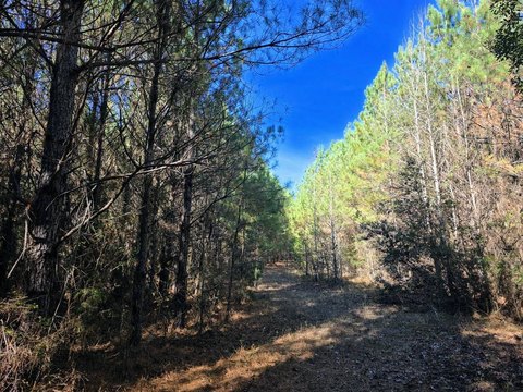 Mature Timber Hunting Tract