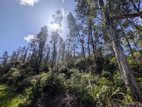 Wooded Land Parcel in Kurtistown