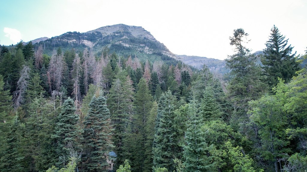 Picture 8