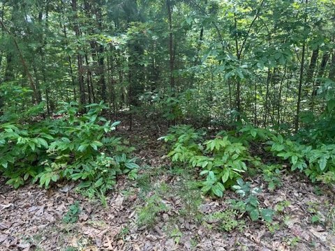 Land for Sale in Ellijay