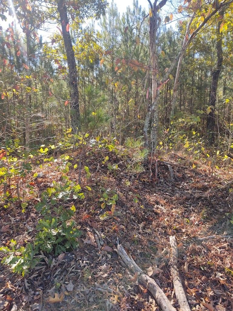 10.04 Acres in Rocky Face