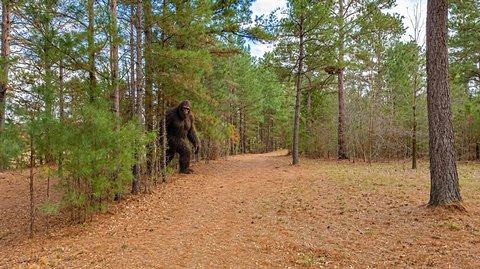 LAND, Henderson, TX