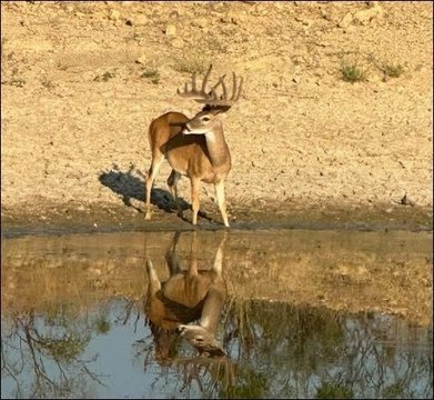 Gouldbusk Ranch with High Fence