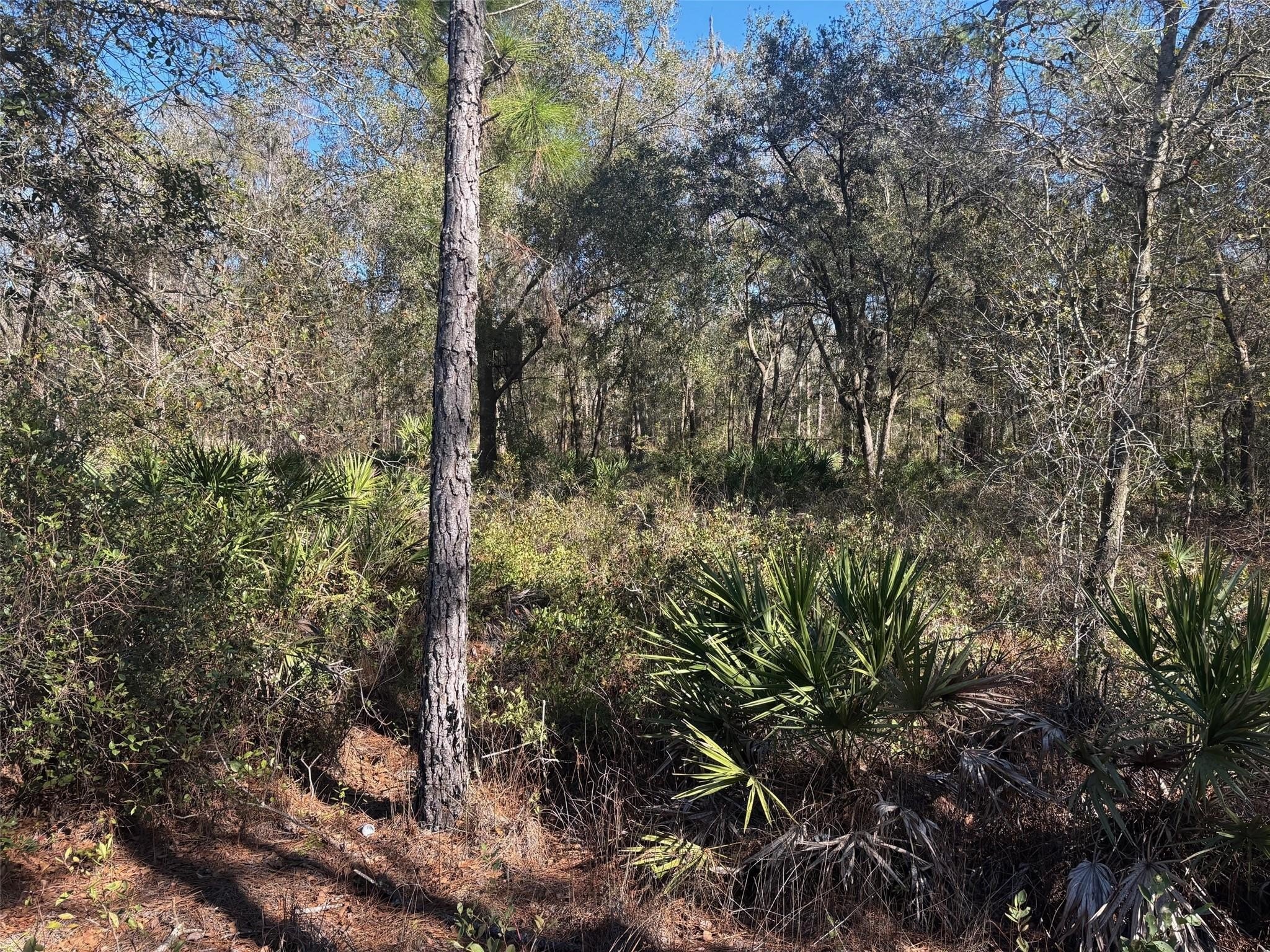 Rancho Bonito Wooded Land