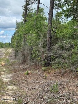 5-Acre Wooded Homesite Tract