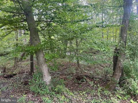 Recreational Land with Creek Frontage