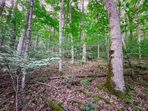 Recreational Hunting Land with Timber
