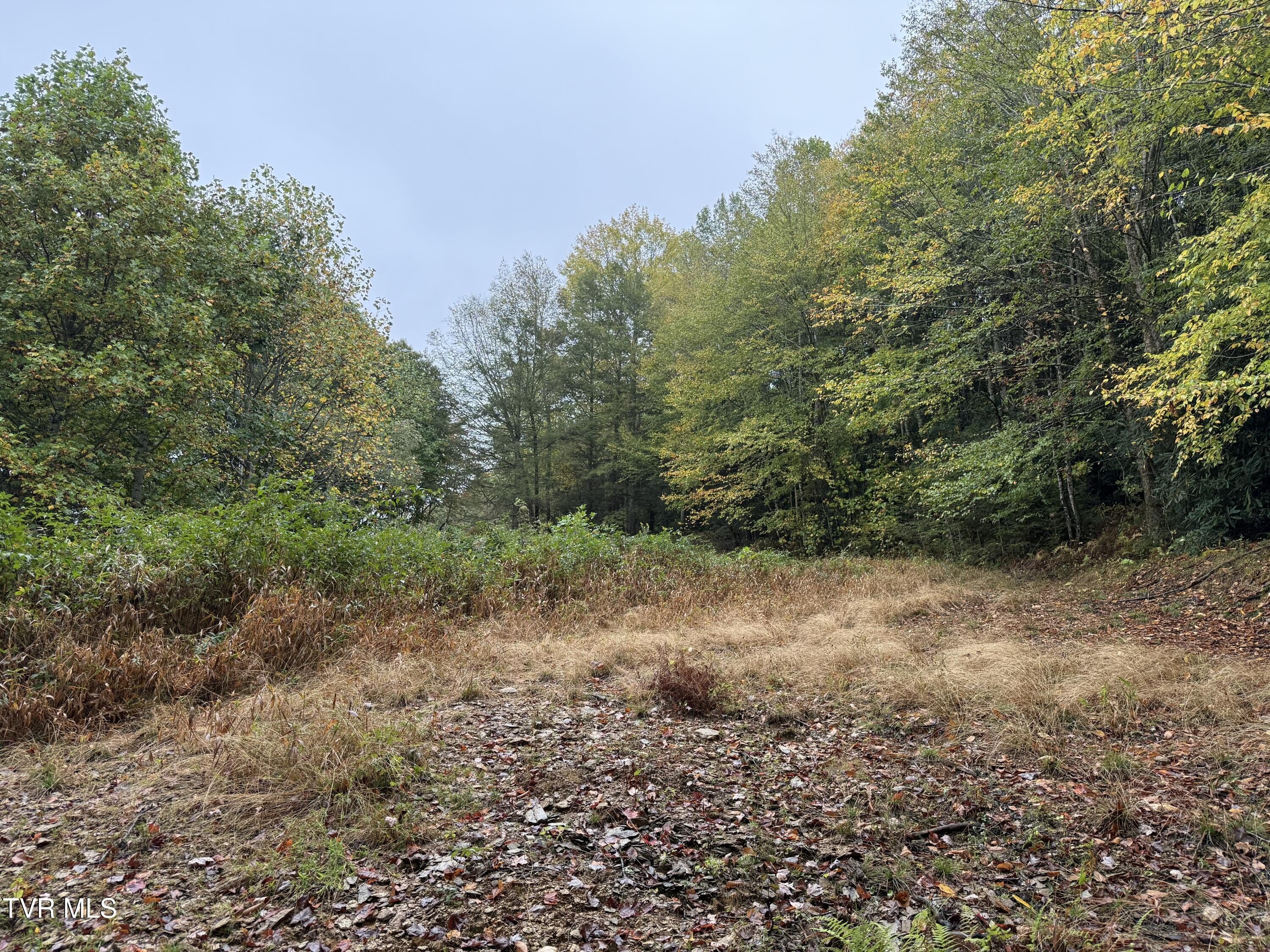 Roan Mountain Land For Sale