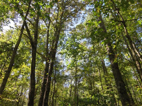 Timber & Recreational Land