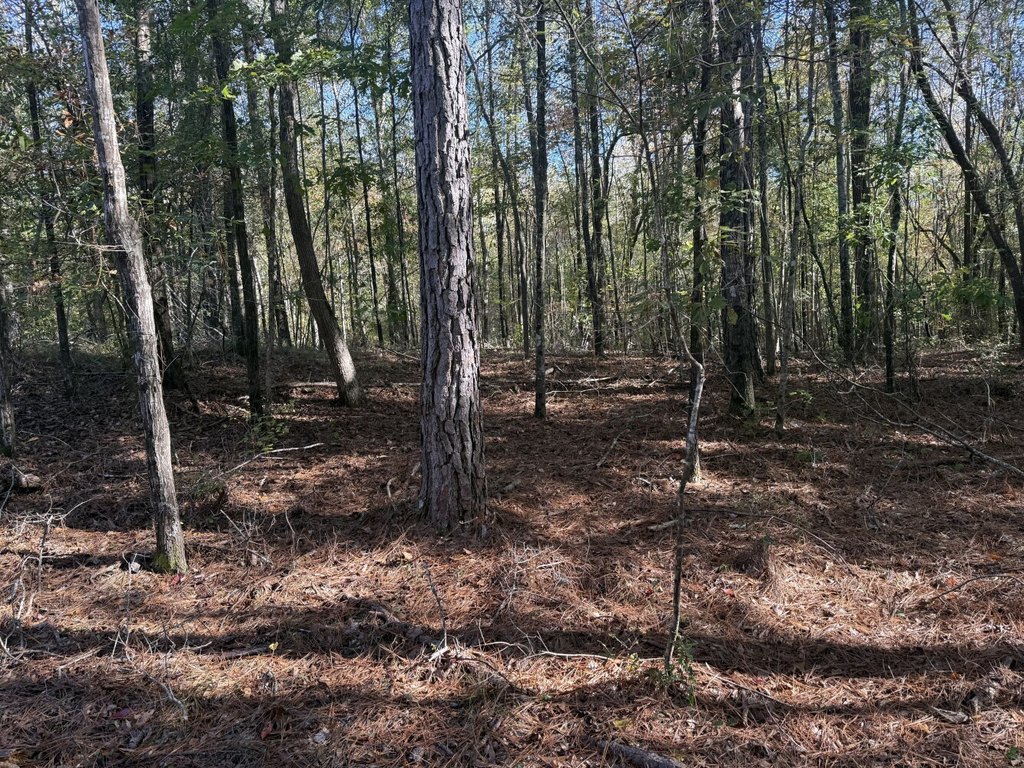 Picture 8
