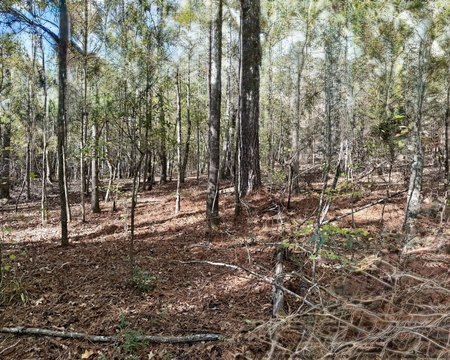 Acreage with Creek and Mobile Homes
