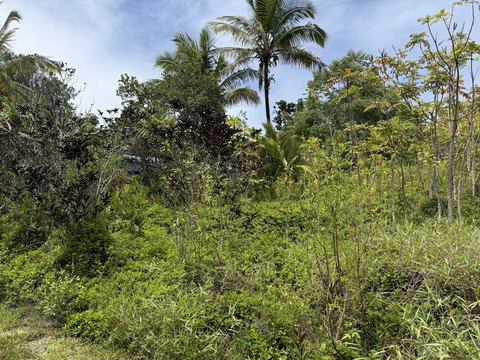 Land in Hawaiian Paradise Park