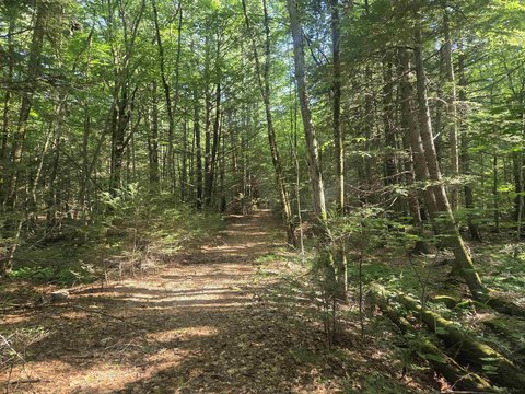 14 Acres of Wooded Land