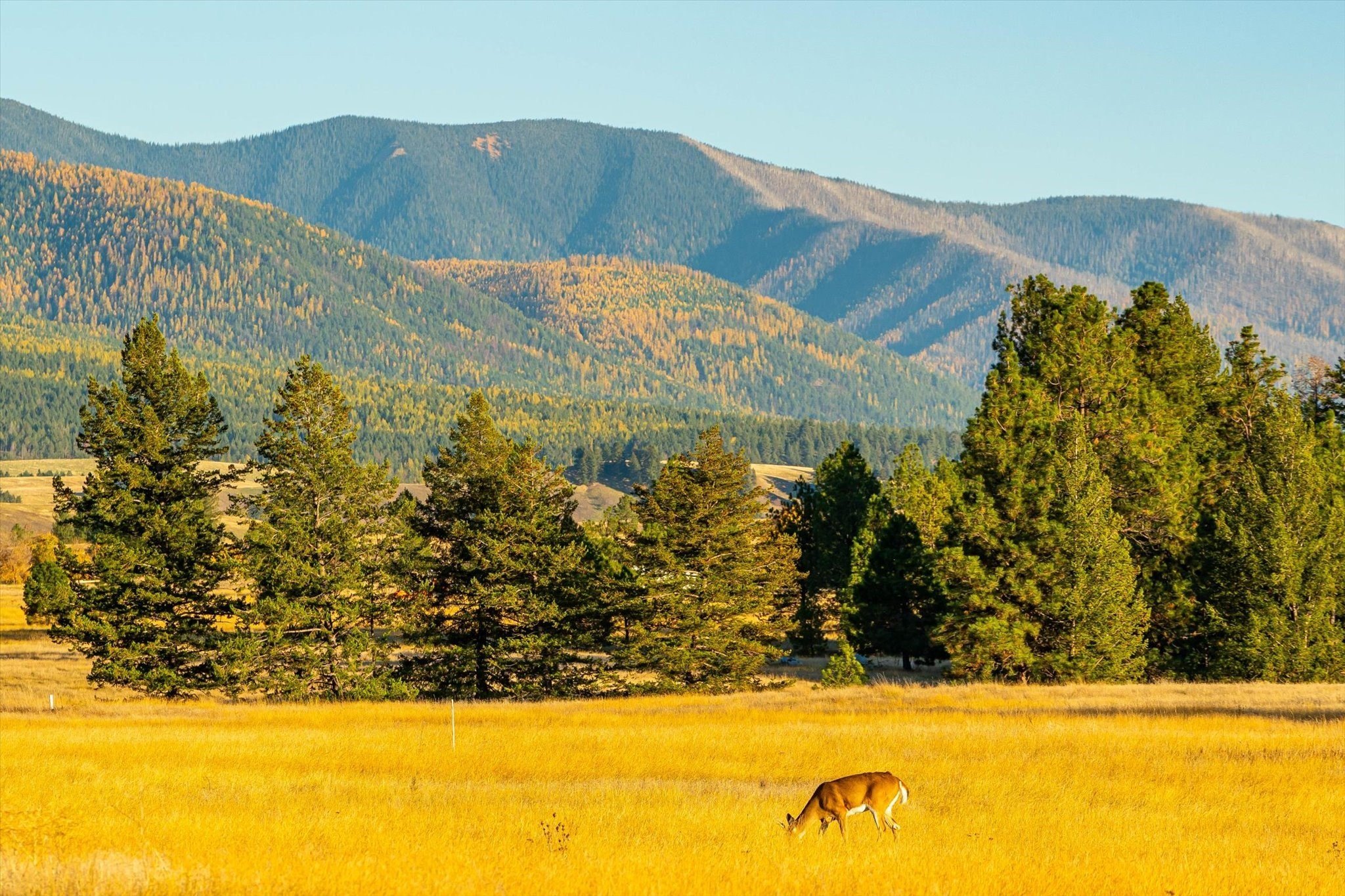 Montana Ranch Near Kootenai Forest