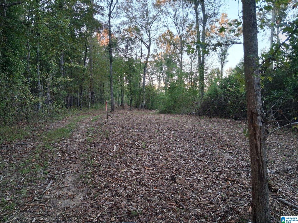 Picture 8
