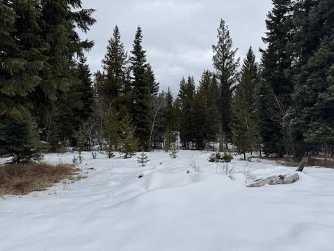 Wooded Lot Near McCall, ID