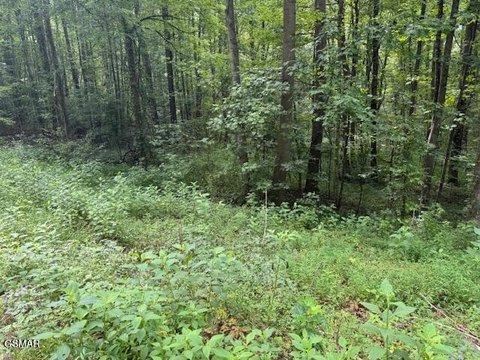 Cosby, TN Wooded Lot