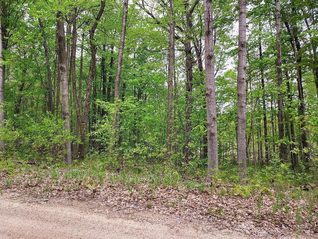 Half Acre Wooded Lot
