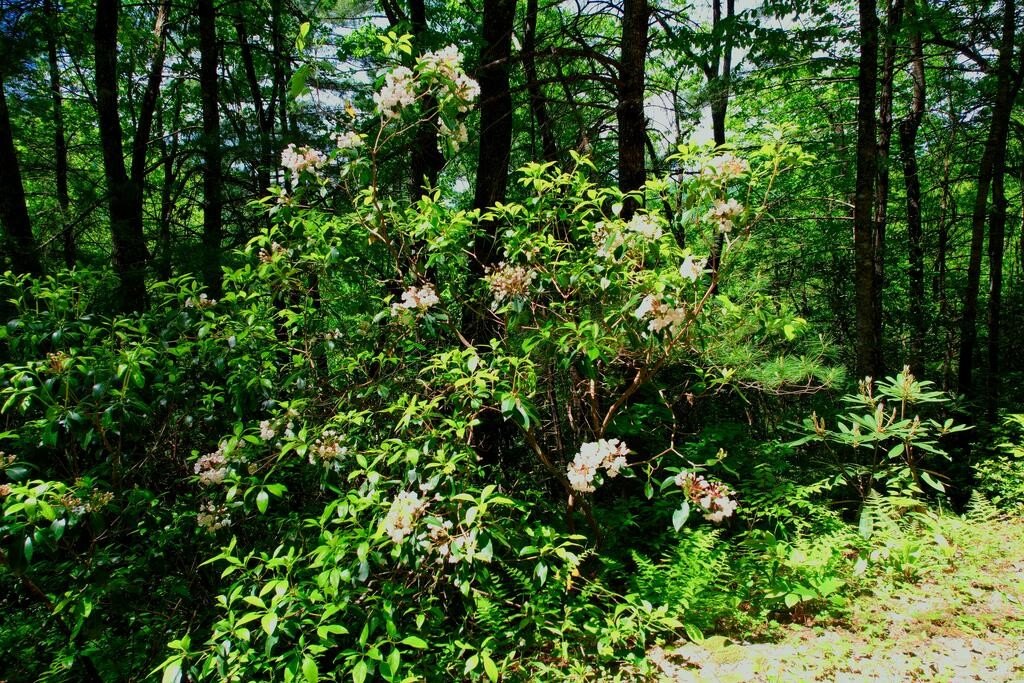 Picture 9
