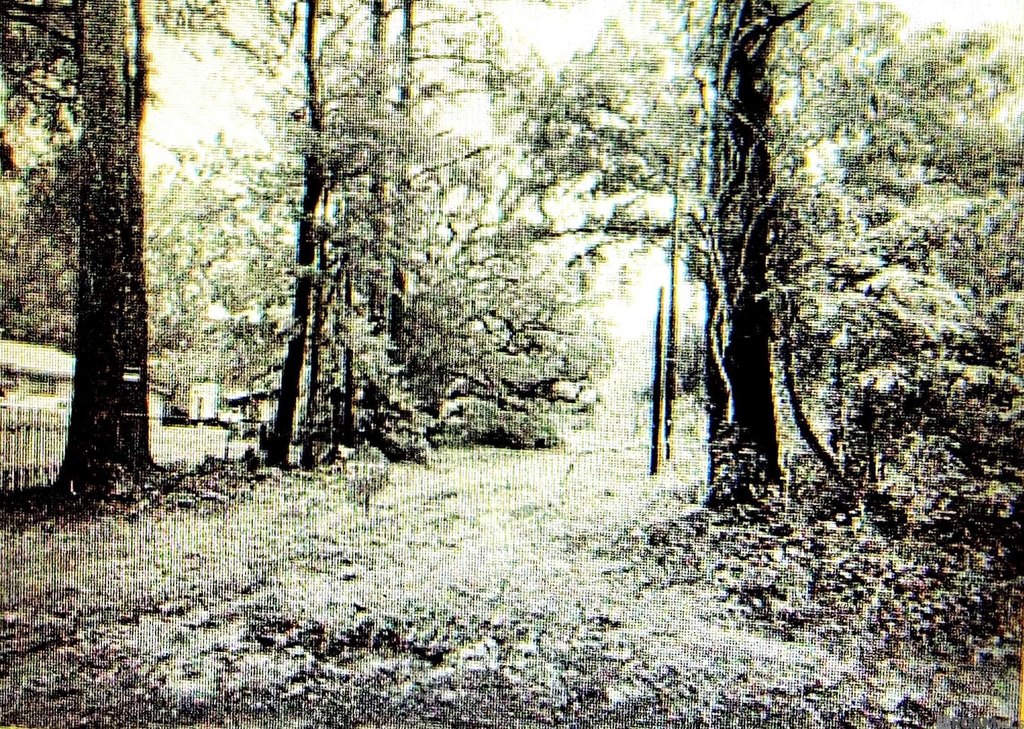 Picture 4