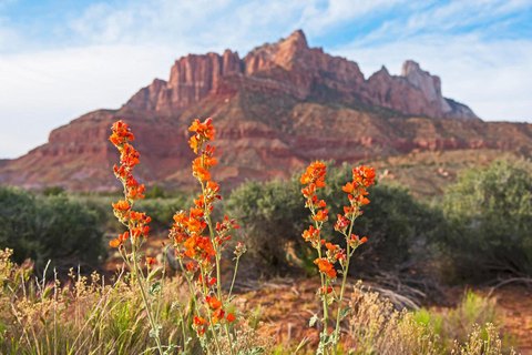 Springdale Land Near Zion Park
