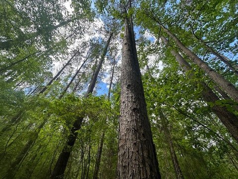 Red Bay Vacant Land Tract