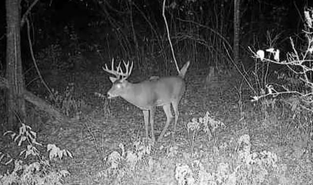 Picture 31