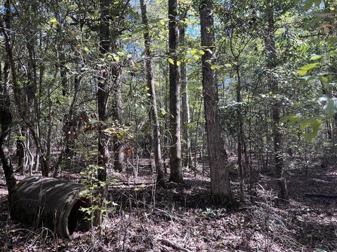 Hunting Land with Timber