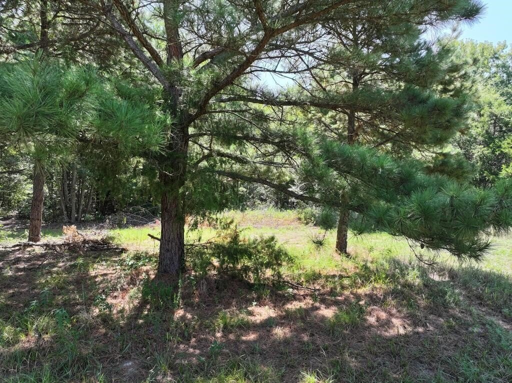 Picture 8