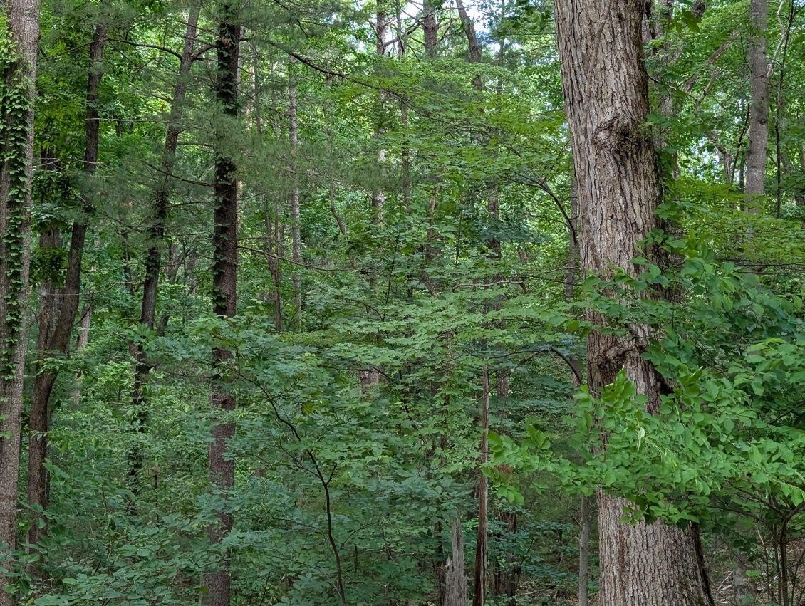 Wooded Building Lots in Hardy