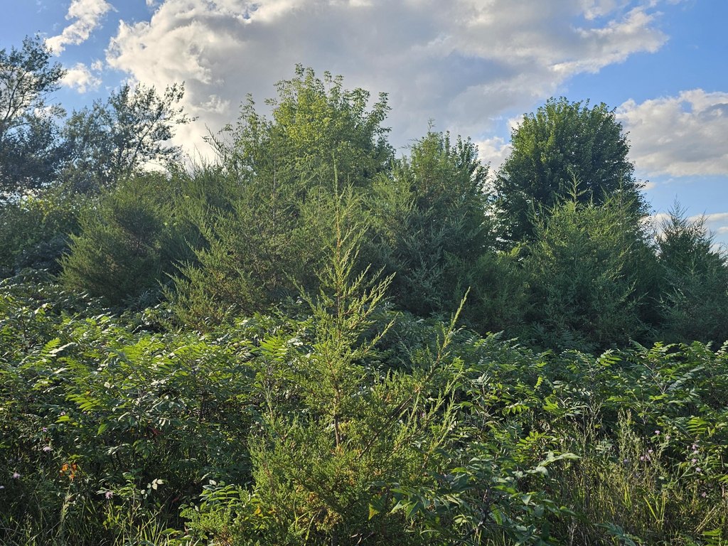Picture 20