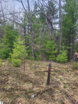 Wooded Hunting Land Parcel