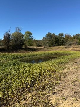 Secluded Land with Pond